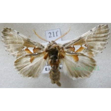 Spatalia argentina (Denis & Schiffermüller, 1775) male Naramiennica srebrnica Czech21f